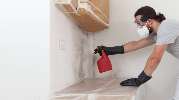 Professional Black Mold Remediation technician working in Freeport, IL