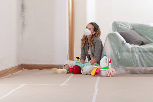 Reliable Black Mold Remediation contractor in Freeport, IL by 24 Hour Mold Removal