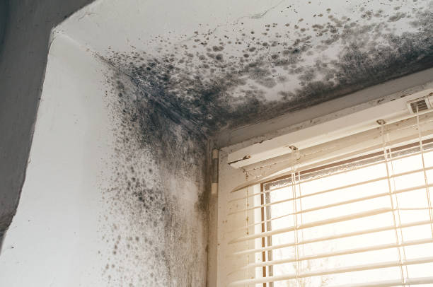 Affordable Black Mold Remediation solutions in Freeport, IL